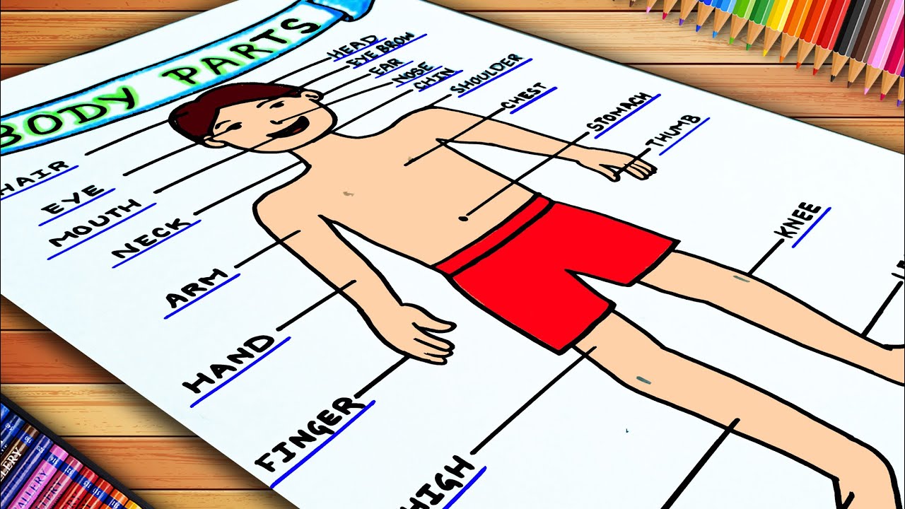 Easy Body Parts Drawing | External Organs Drawing | EVS Project Drawing | Body Parts Chart