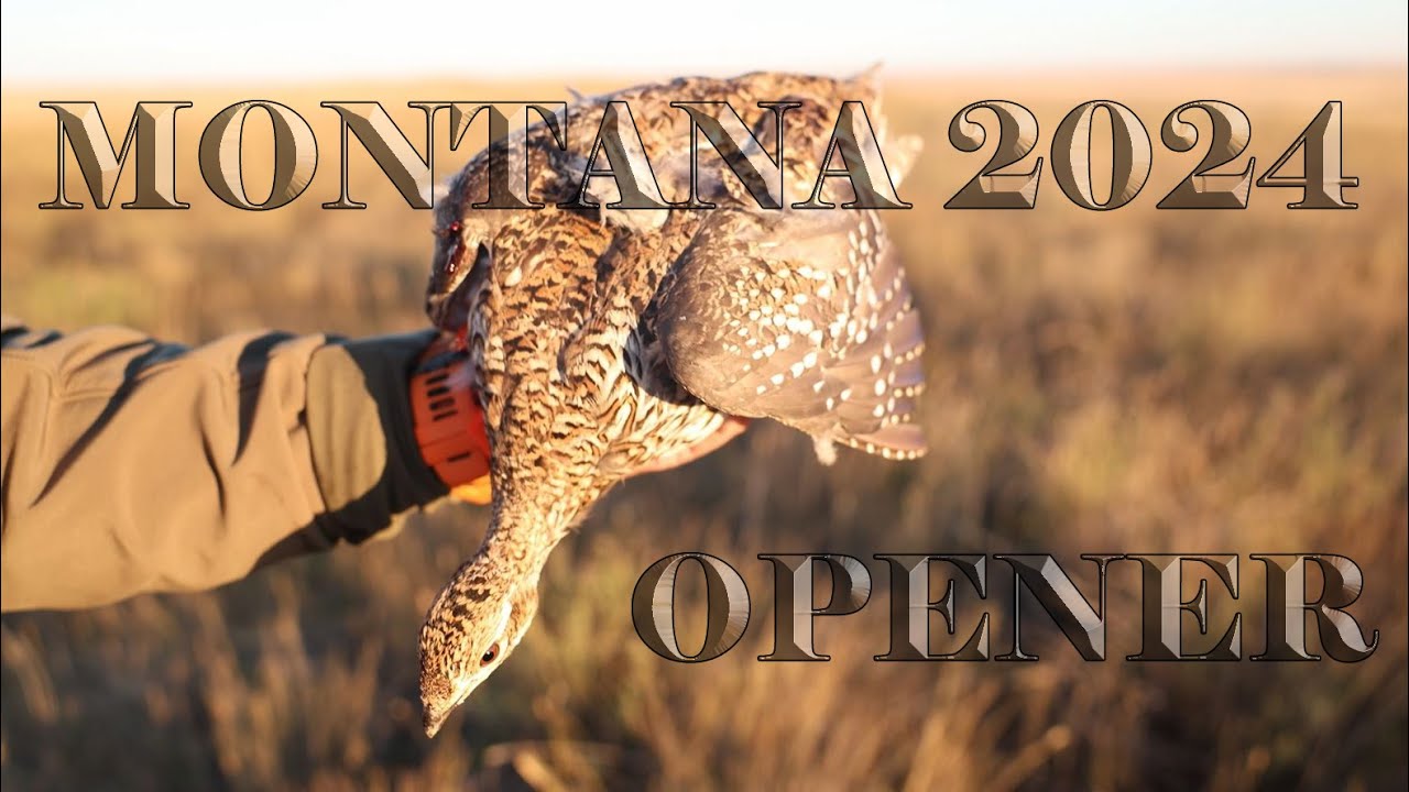 Montana 2024 Opener! Sharptails and Huns - Part 1