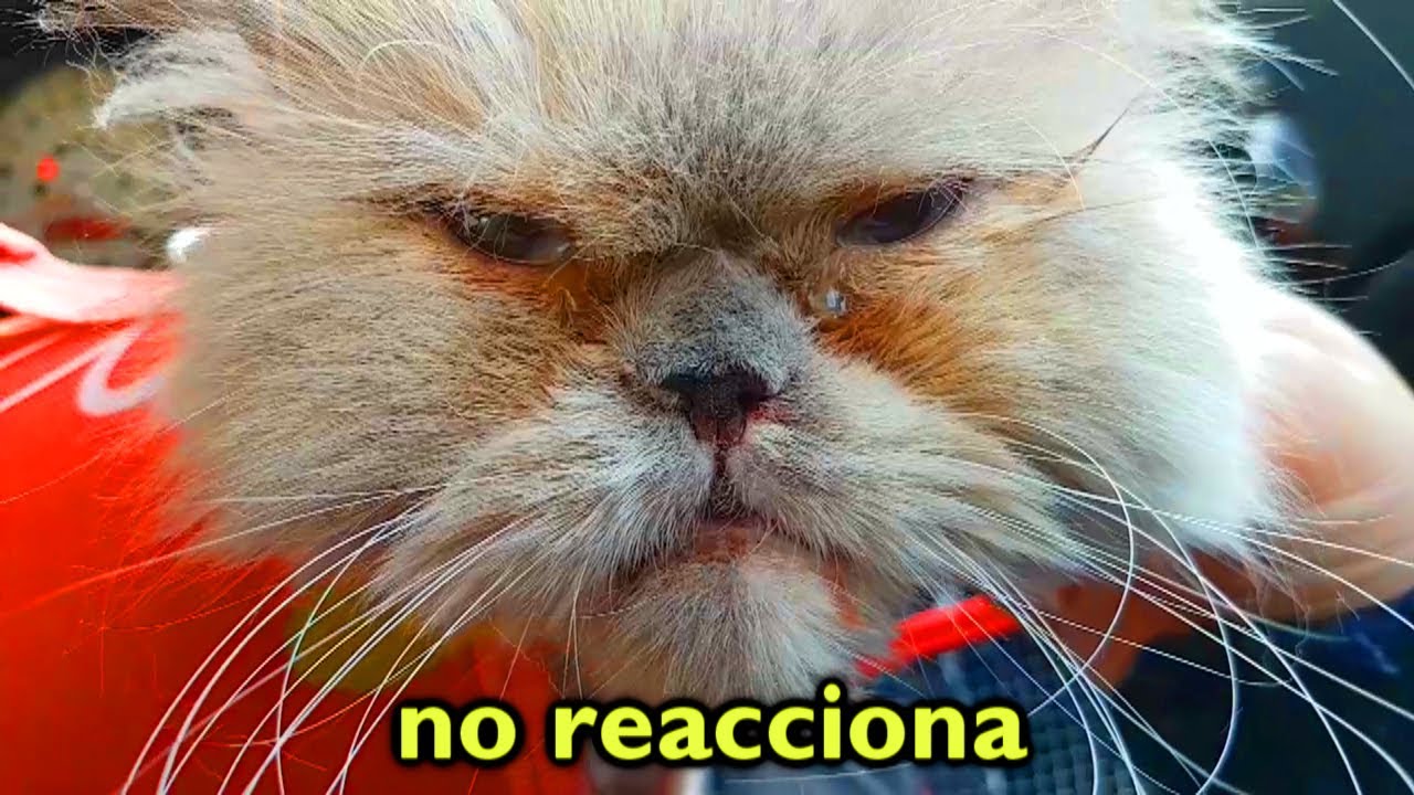 La Anestesia la dejó MUY RARA a mi Gatita después de la operación... 😂