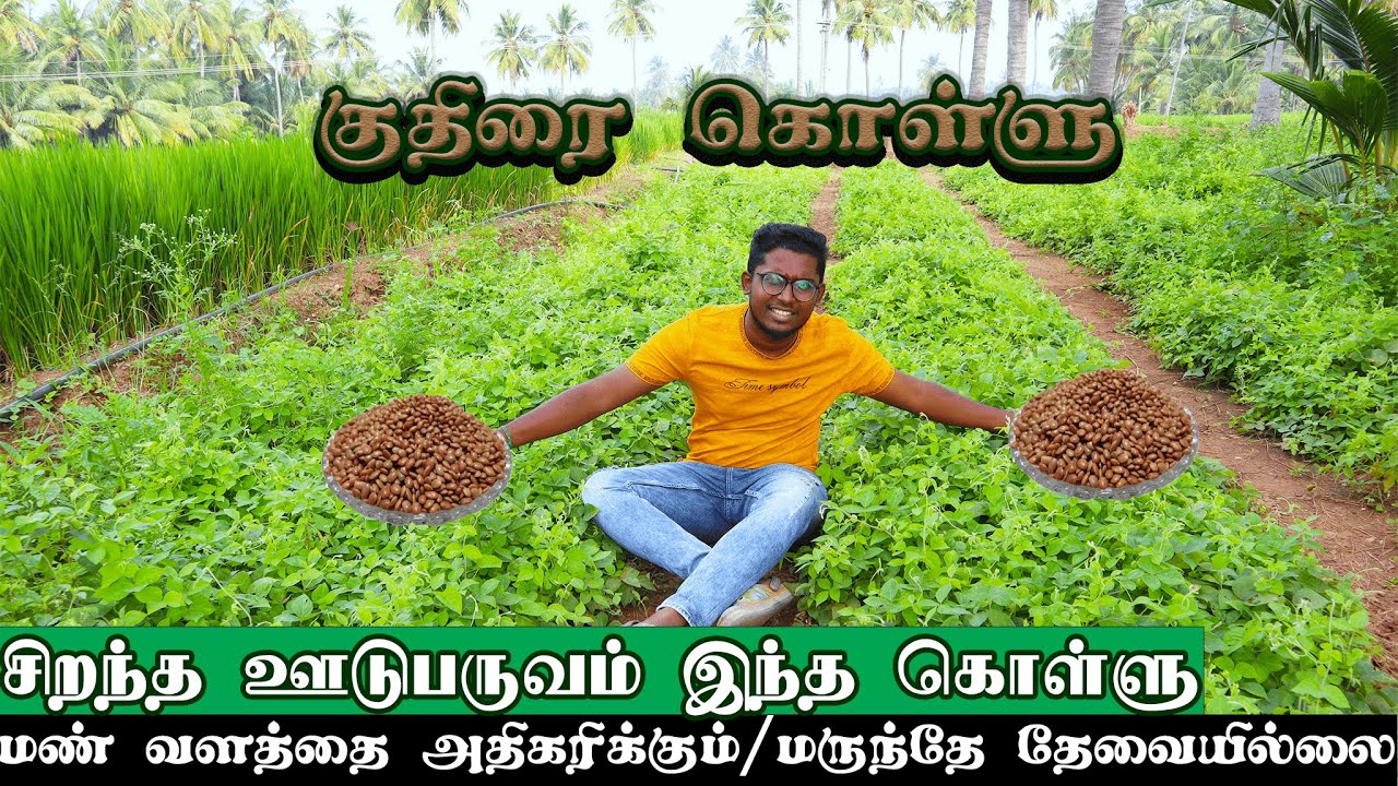 நிலத்தை பலப்படுத்தும் குதிரை கொள்ளு|Horse gram Cultivation|சிறந்த ஊடுபயிர்|a2z|Farming|Xploring✨