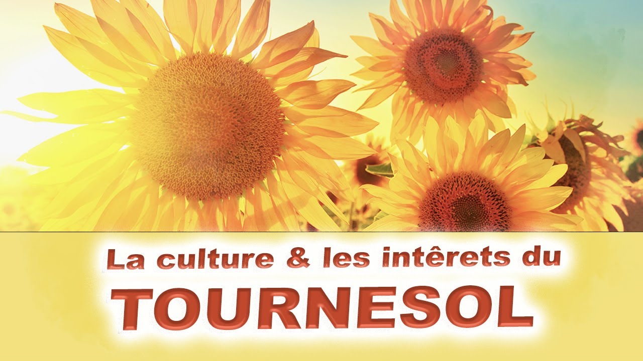 🌻🌻 Tout savoir sur la Culture des tournesols et ses intérêts dans le Jardin en Permaculture 🌻🌻