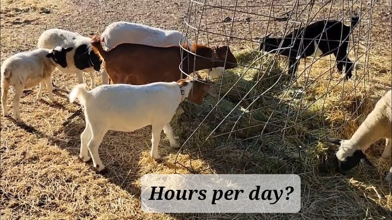 How Much Time Does it Take to Run a Hobby Farm/Homestead With a Full-Time Job? EXPLAINED!