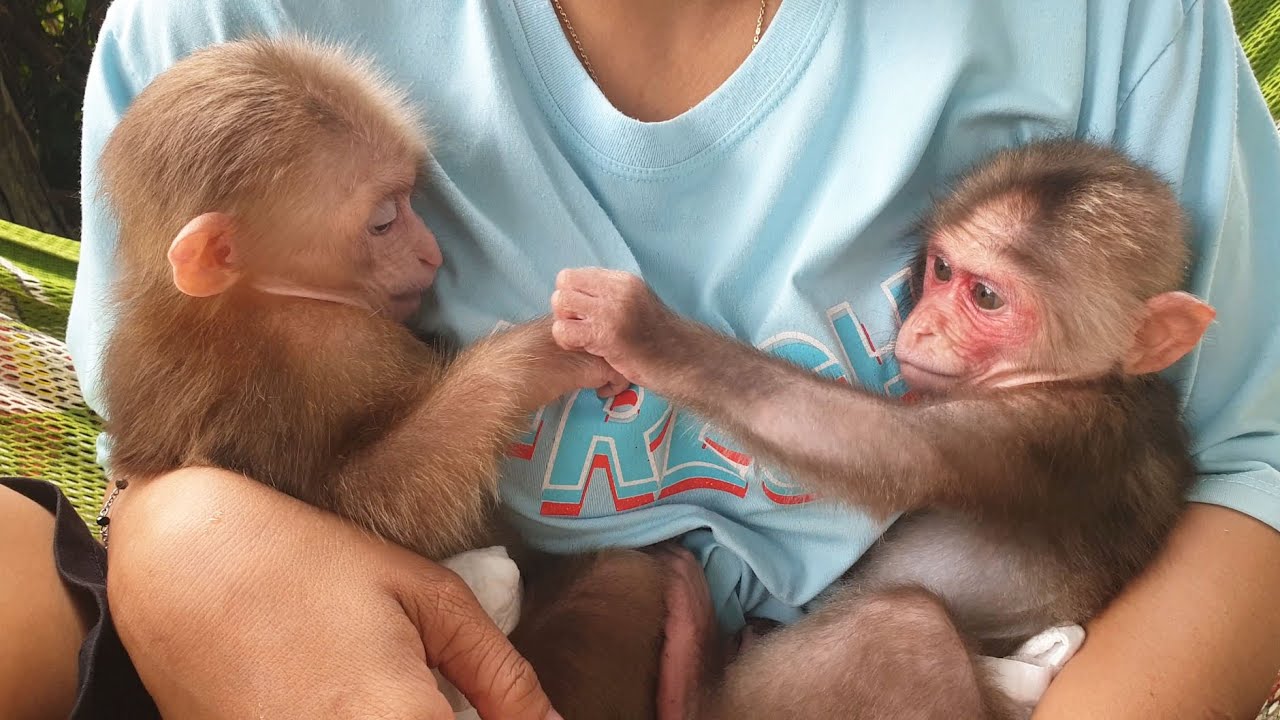 Baby monkey Bob learns to get acquainted with baby monkey