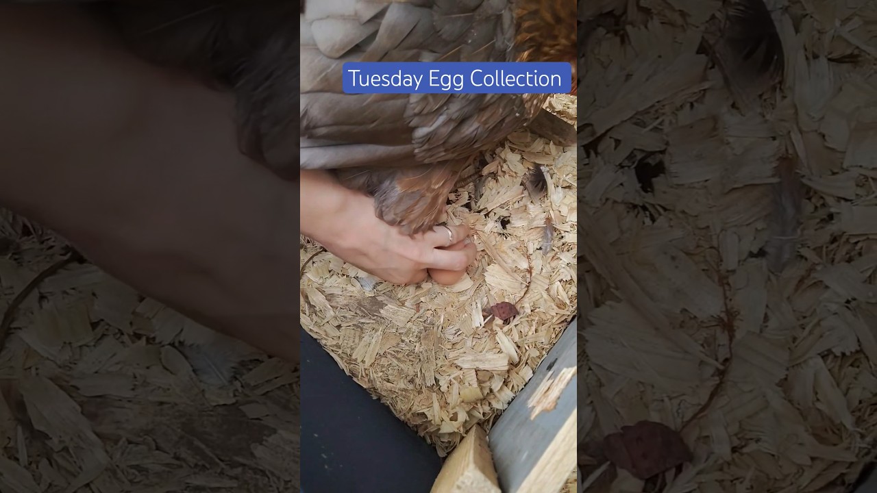 #chickens #eggcollection Tuesday Egg Collection time!