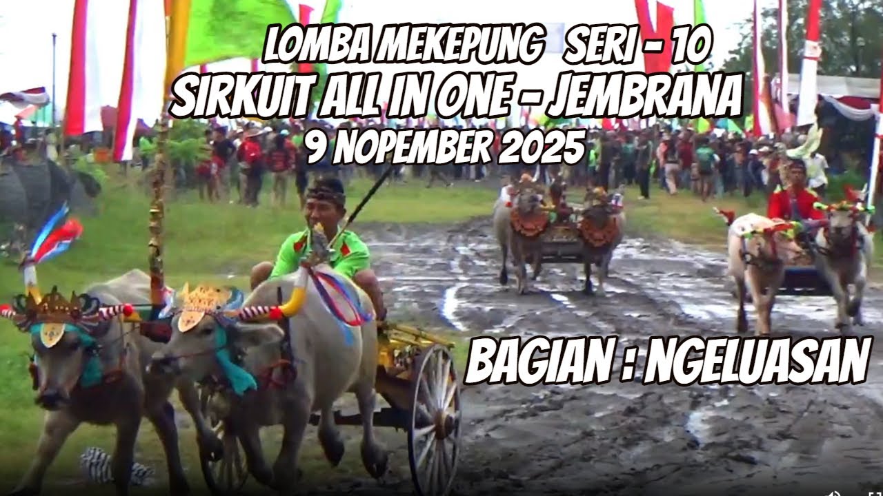 Bagian : Ngeluasan.. Ada Ibu Histeris di Lomba Mekepung Seri 10 di Sirkuit All in One, 9 Nop. 2025