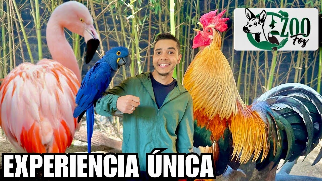A incrível experiência ZOOFOZ Com AVES INCRÍVEIS | Aves Recriar