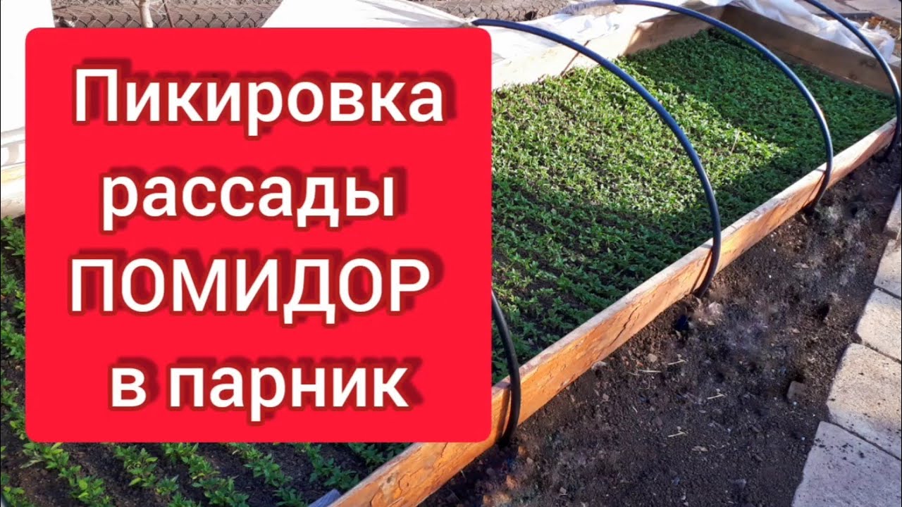Пикировка рассады ПОМИДОР в парник
