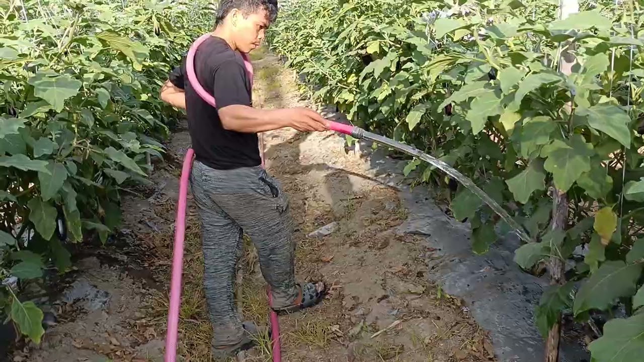 Ganito langpo kami mag dilig ng mga pananim namin na talong 🥰 gamit ang solar water pump 👍