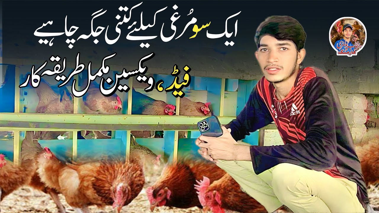 How To Raise 100 Hens In home For Egg And Meat Production | Poultry Farming In Pakistan