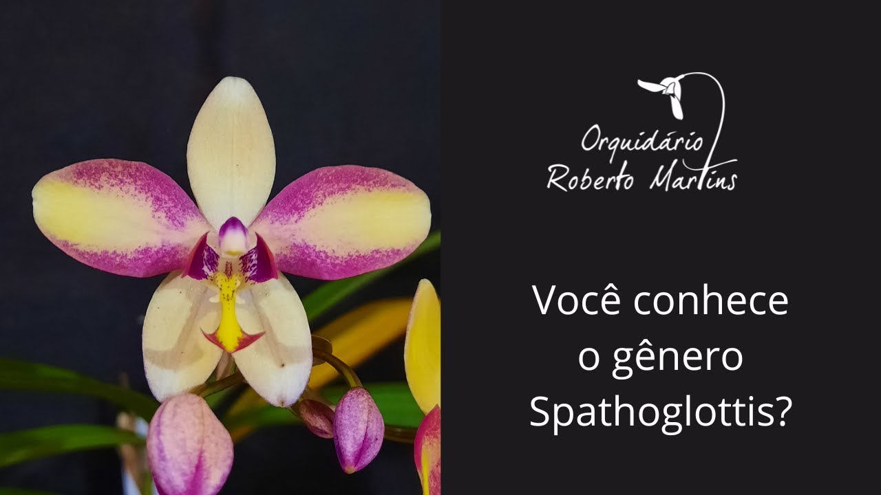 Você conhece o gênero Spathoglottis?