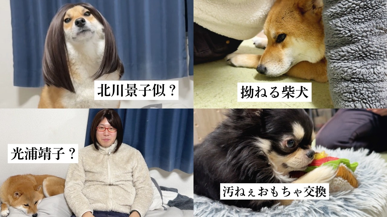 我が家の柴犬が北川景子だと言われている件について