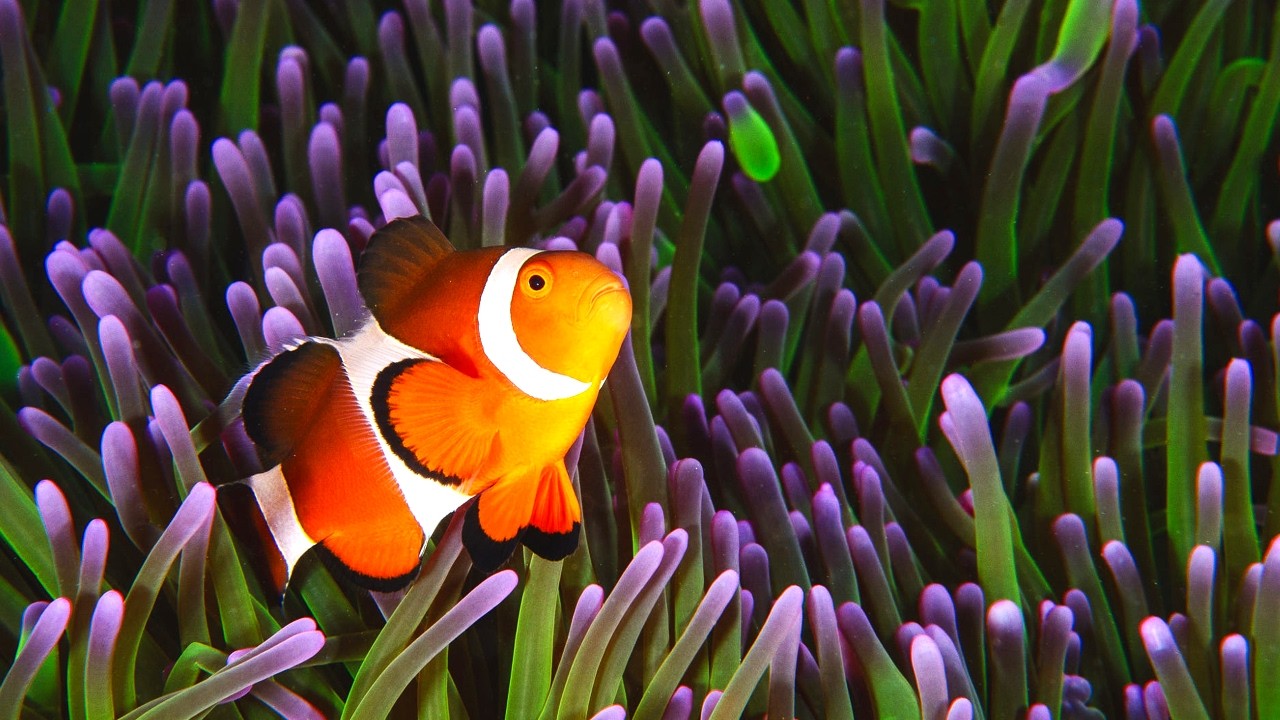 10 Hours Of Characterful Clownfish In Their Sea Anemone Homes 4K