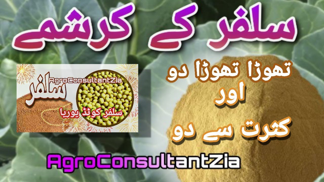 Miracles  and Effects of Sulphar on Crops: فصلوں پر سلفر کے کمالات اور کرشمے