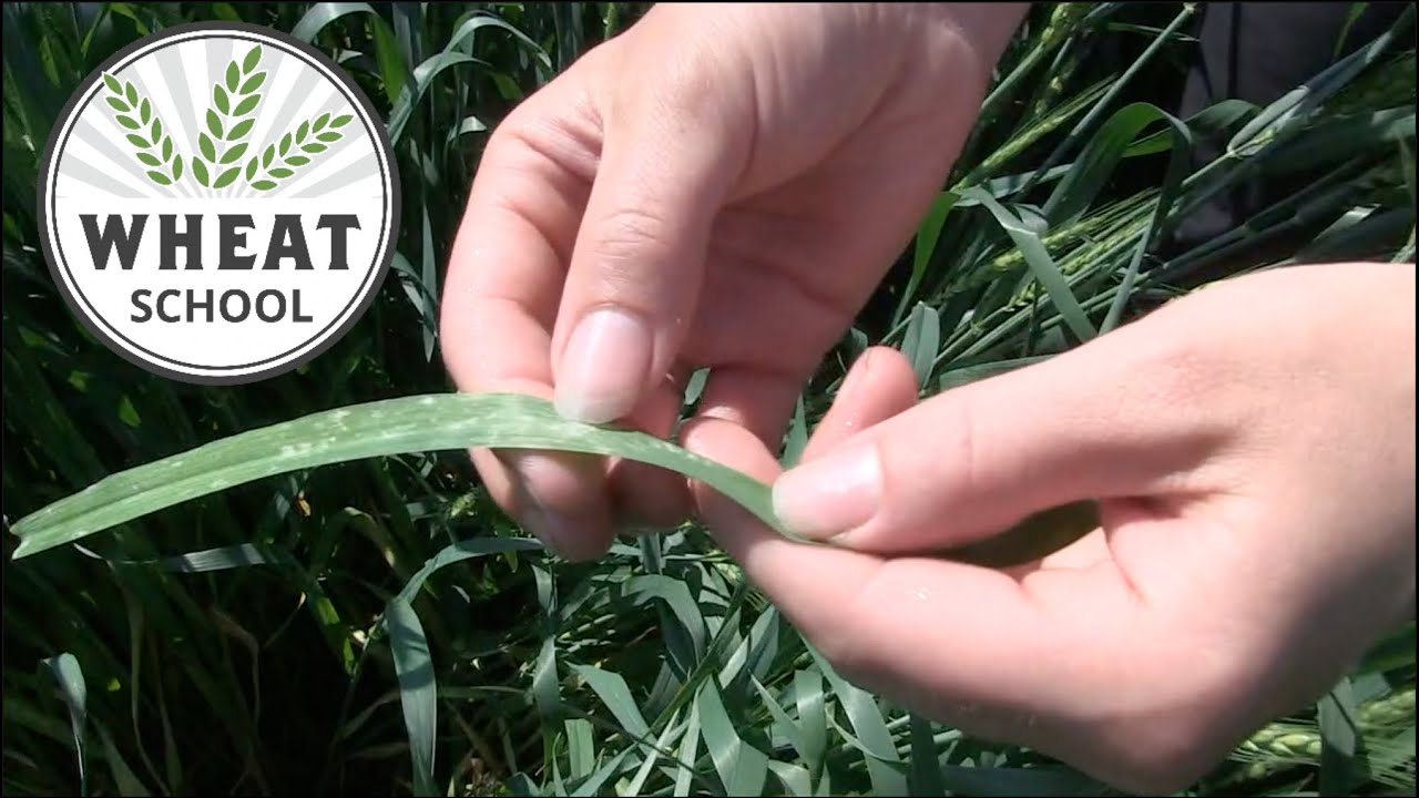 Wheat School: Scouting key to better fungicide decisions