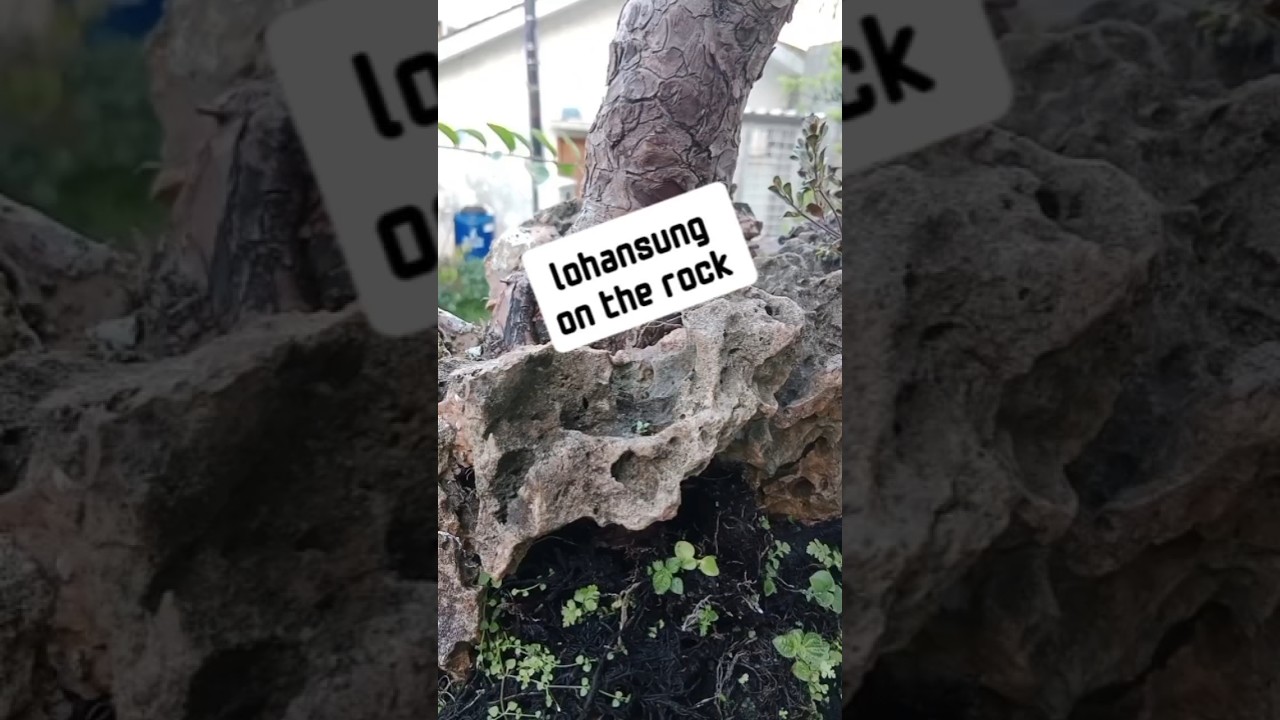 lohansung on the rock #bonsaiindonesia #bonsaimania #bonsaitree #fypシ゚viral