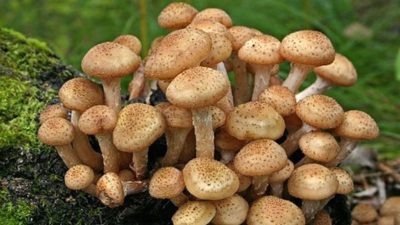 Гриб Рекордсмен🍄Збираю гриби Осінні Опеньки