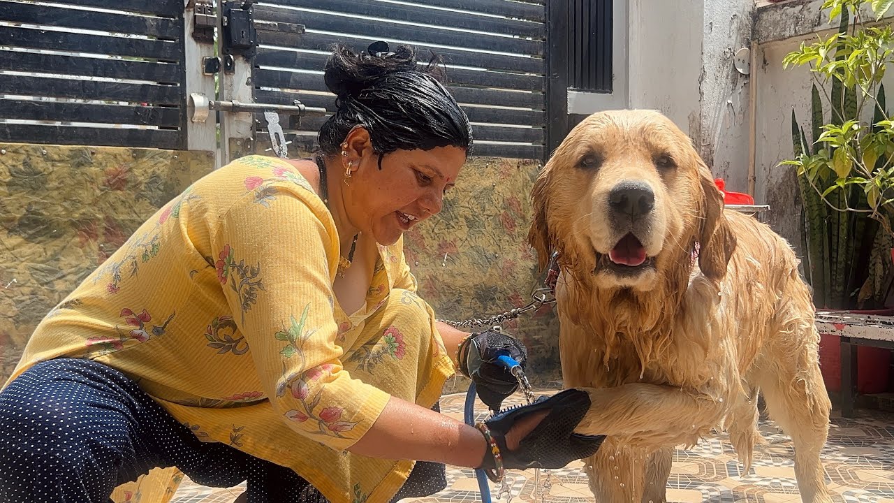 Sheero Enjoyed Bath This Summer | Cute Golden Retriever |