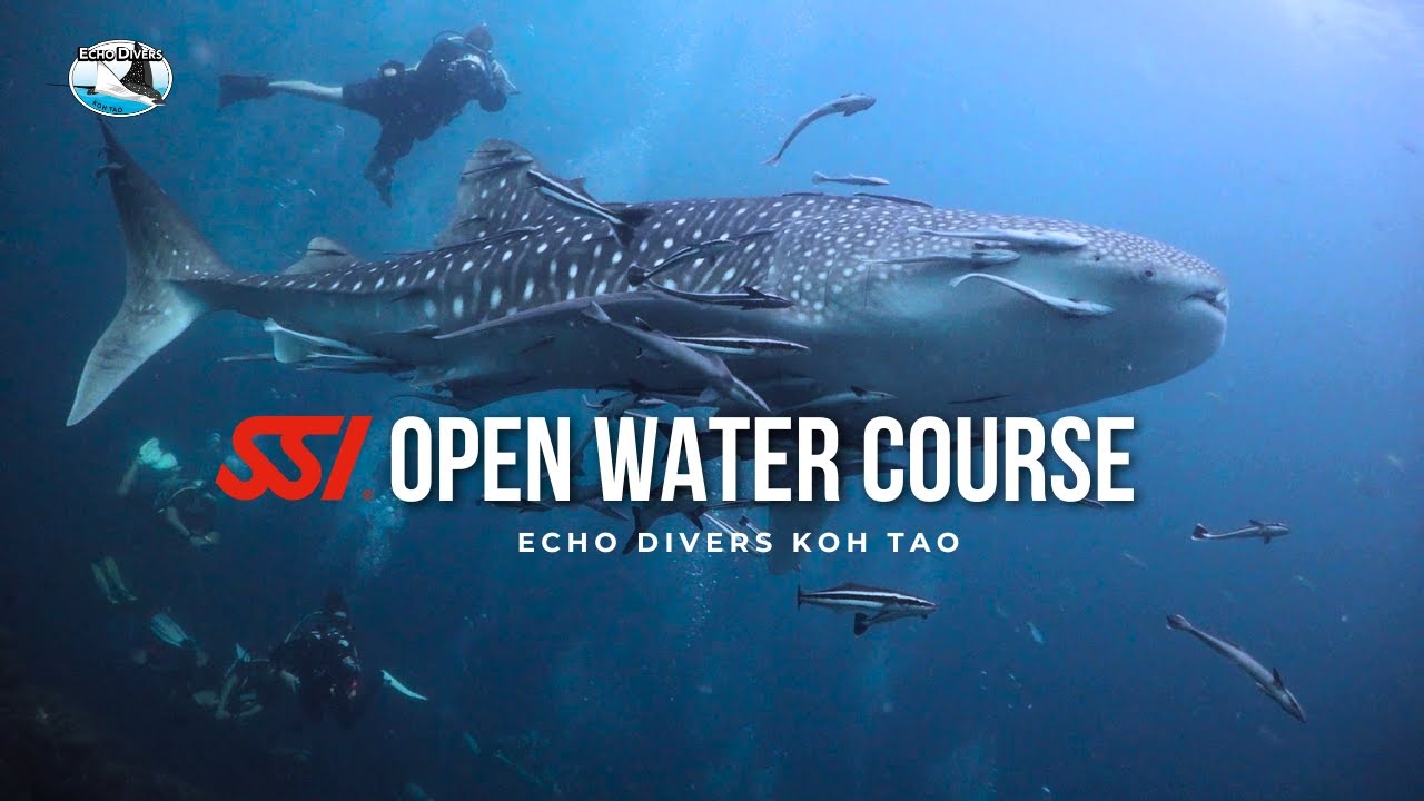 SSI Open Water in Koh Tao | Course Day + Whale Shark (with Mel) — Echo Divers