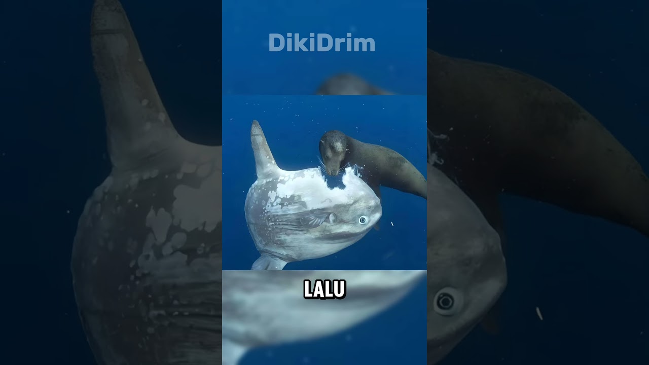 Mola-mola Katanya Ikan Yang Tidak Berguna #shorts