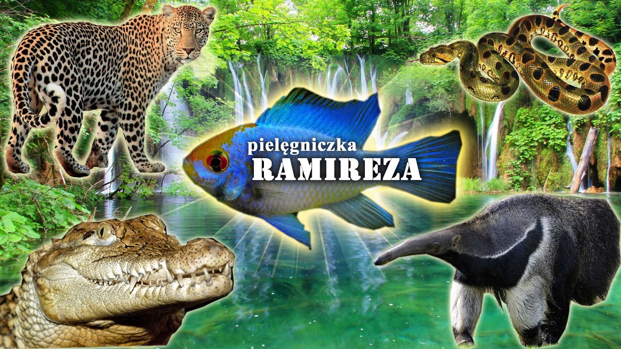 Pielęgniczka RAMIREZA - piękna ryba z egzotycznej krainy