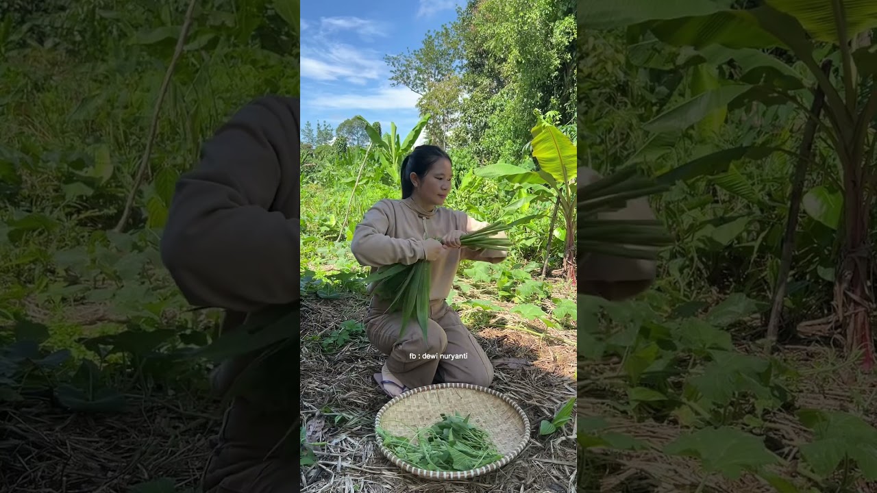 petik sayur dan masak di kebun