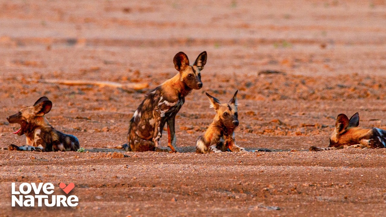 Pups Take on Their First Hunts | Wild Dogs S1: Running With The Pack 106