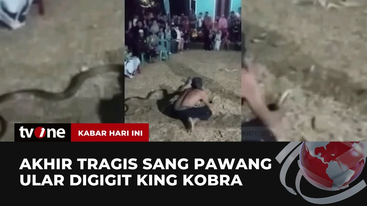 Pawang Ular Tewas Digigit King Kobra Peliharaannya | Kabar Hari Ini tvOne