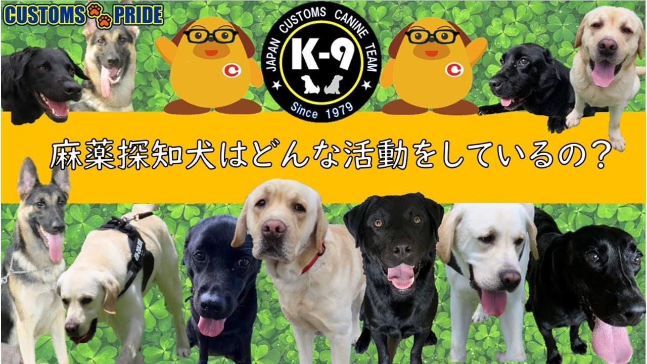 【CUSTOMS PRIDE（取締編）】🐾第3話 麻薬探知犬って知ってる？🐾(長崎税関)