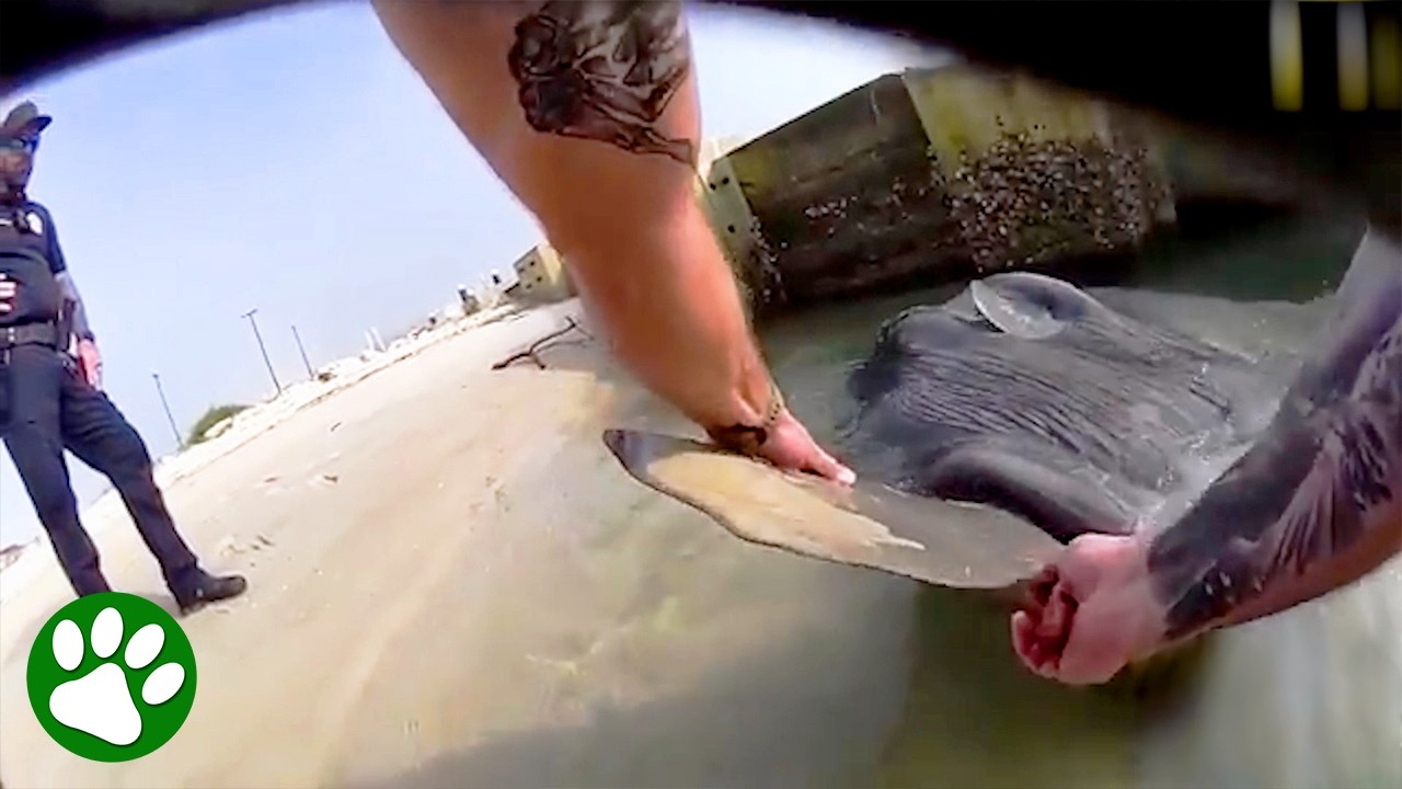 Florida Cop Rescues Huge Sunfish Stuck on Beach
