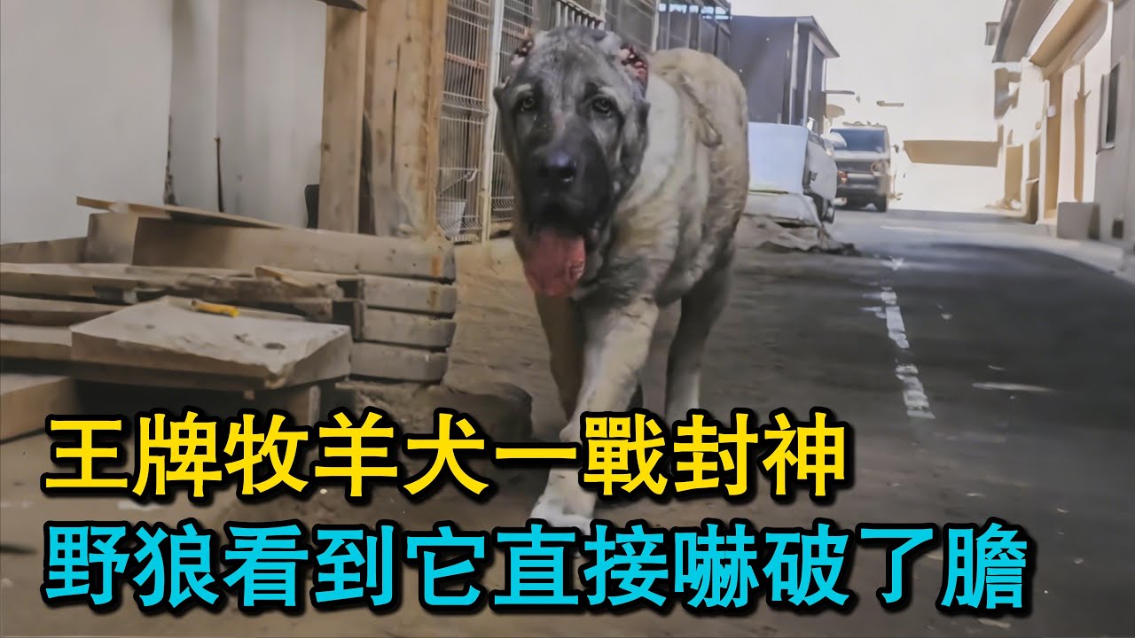 王牌牧羊犬一戰封神，野狼看到它直接嚇破了膽！牧羊犬的領地之戰，誰才是真正的「犬王」？