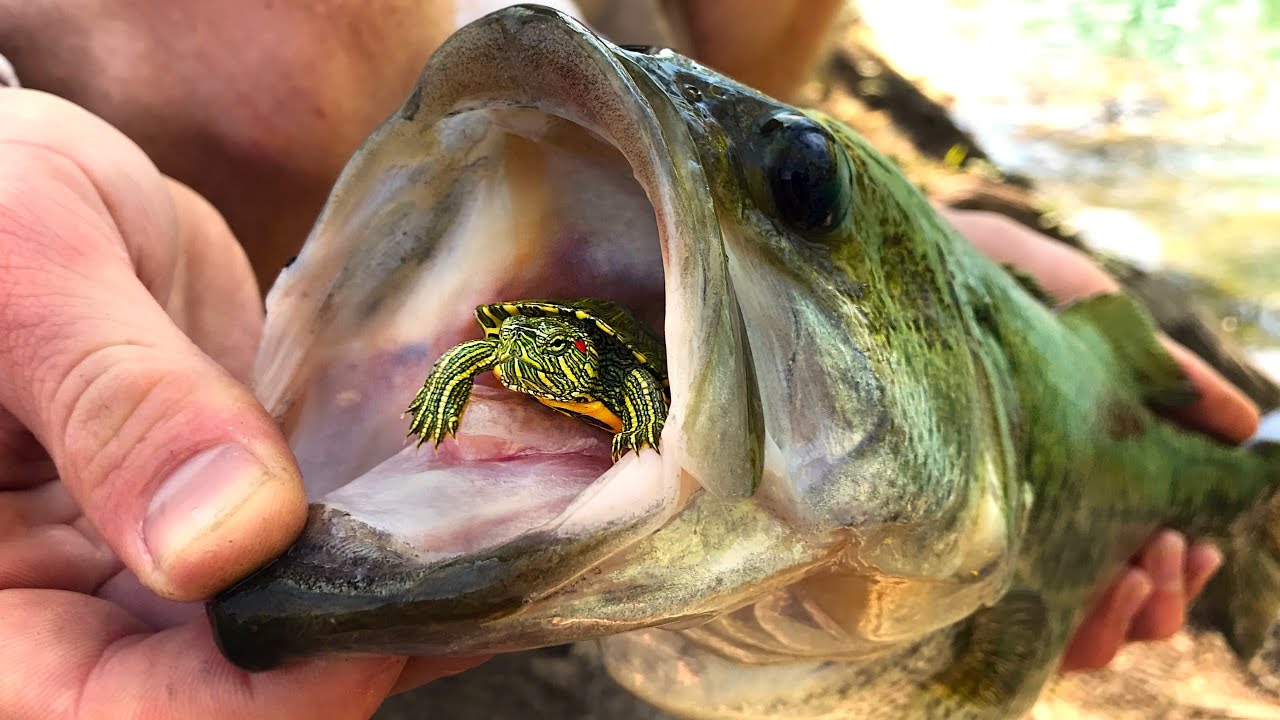 Do Bass Actually Eat TURTLES?? | GoPro Turtle Underwater Footage