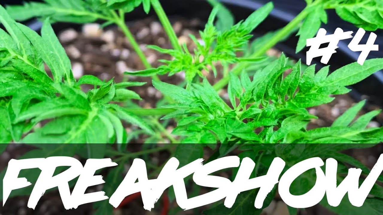Matty Grows | The Work Grow | Freakshow | #4 | #Freakshow #humboldtseedcompany
