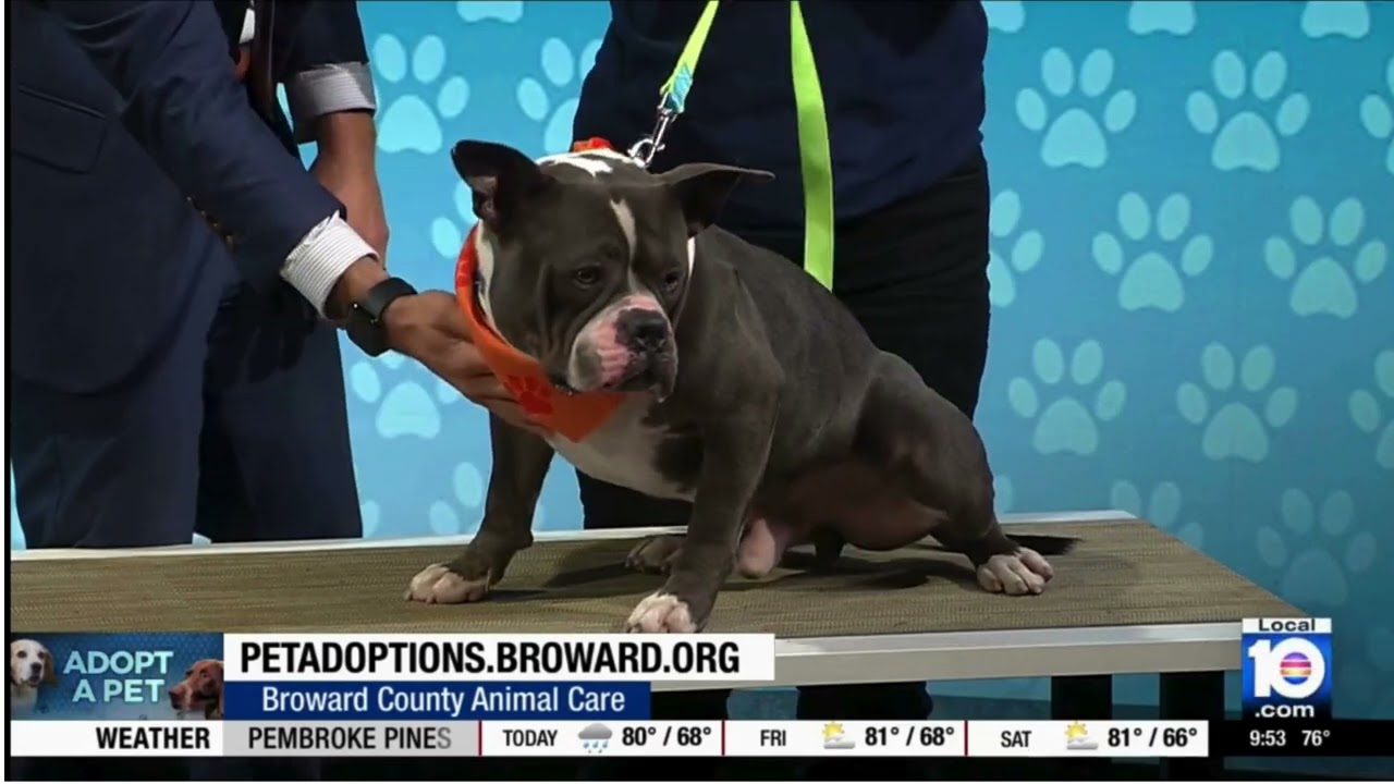 Meet Scar 🐶 | Sweet, Playful Pup Featured on WPLG Adopt-A-Pet #BrowardCounty #AnimalCare Channel 10