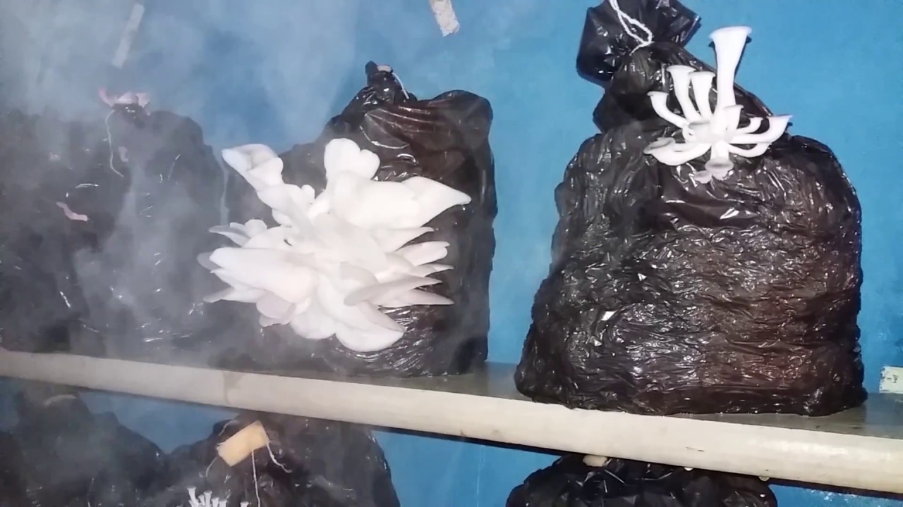 Cultivo de cogumelos em substrato pronto