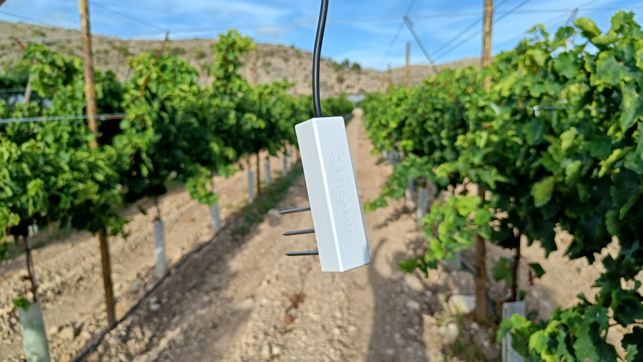 PUSE SENSORES DE HUMEDAD EN CULTIVO DE VID - CÓMO INSTALAR SENSORES DE HUMEDAD