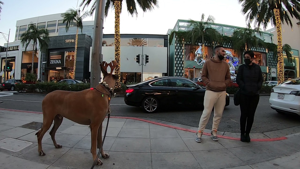 Cash 2.0 Great Dane-deer on Rodeo Drive in Beverly Hills 5