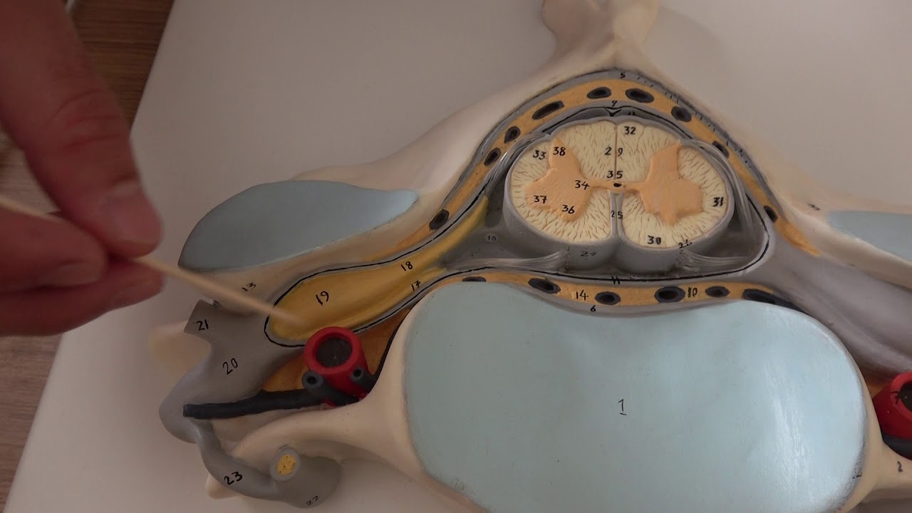 Medulla Spinalis(Omurilik) Anatomisi|Nöroanatomi