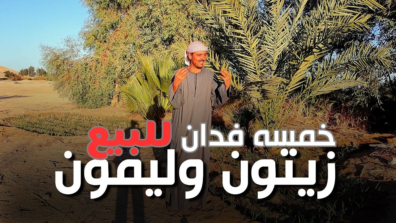 خمسه فدان زيتون وليمون | ارض زراعيه للبيع مساحة خمسه فدان مزروعين زيتون وليمون