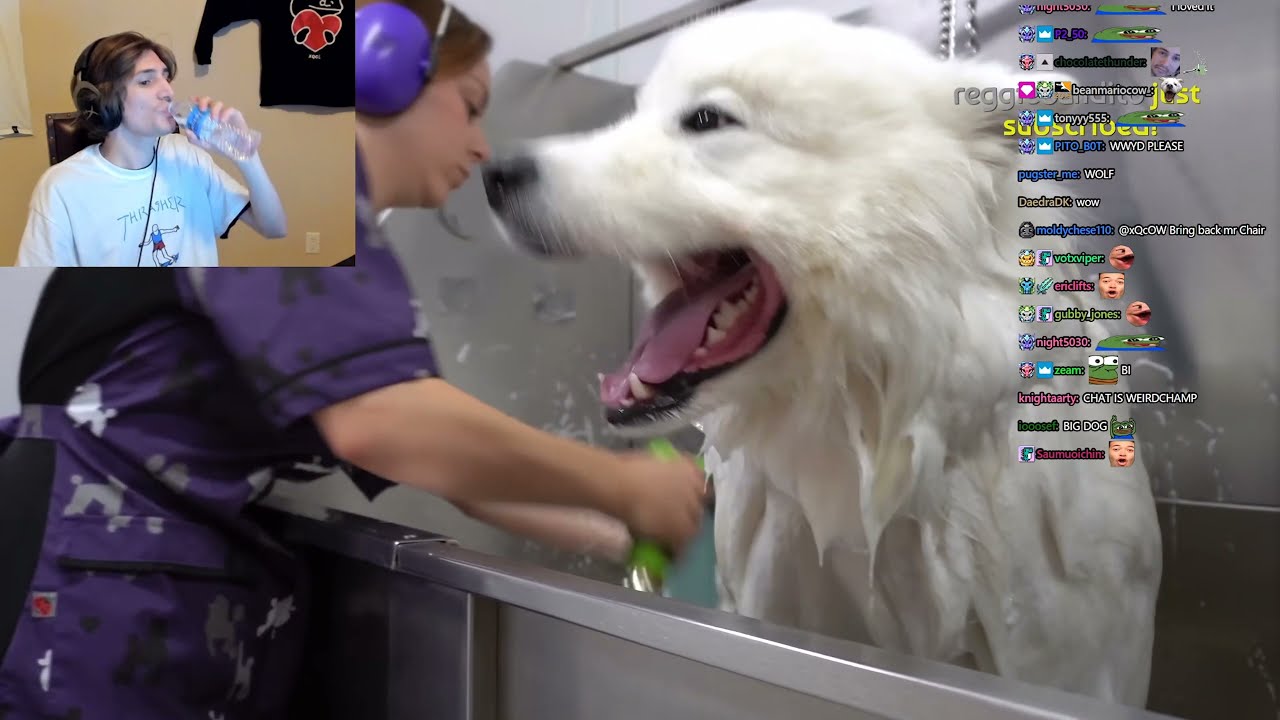 xQc Reacts To Dogs Getting A Haircut With Chat