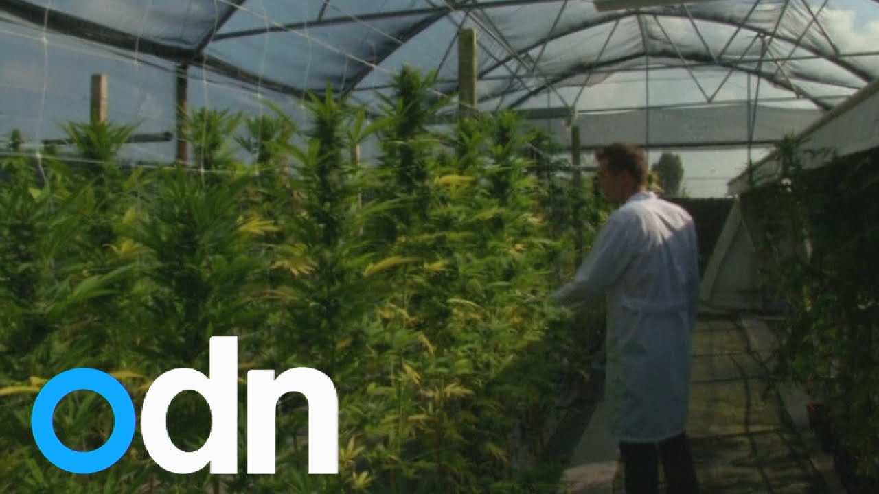 Italy calls in army to grow cheap marijuana