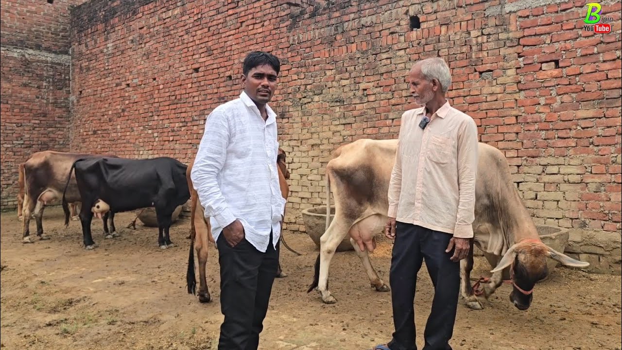 एक ही जगह गांव में एक साथ कई दुधारू गाय बिकाऊ है | Cow for Sale in Uttar Pradesh | Dairy Farm