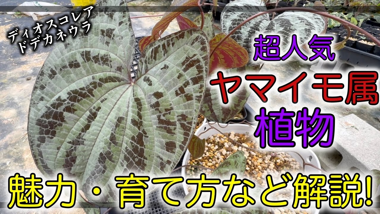 【必見！】あの人気熱帯植物を育ててみませんか！？【ディオスコレア ドデカネウラ】
