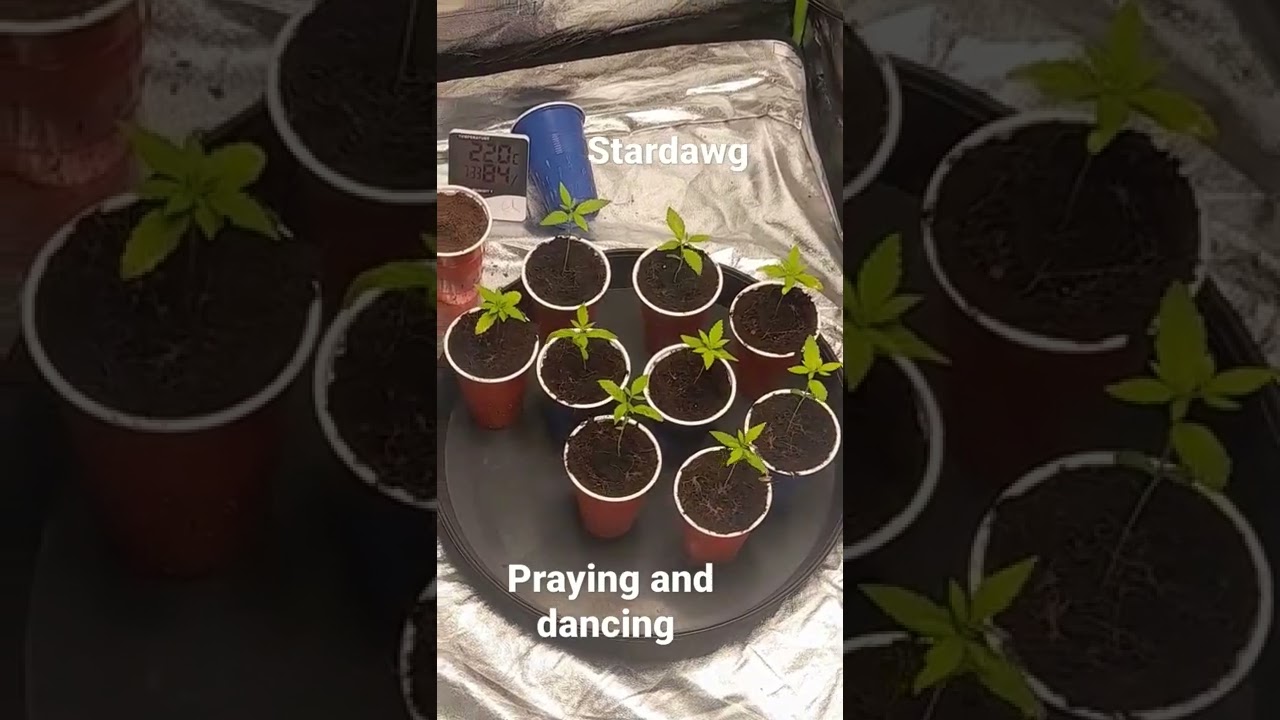 stardawg seedlings