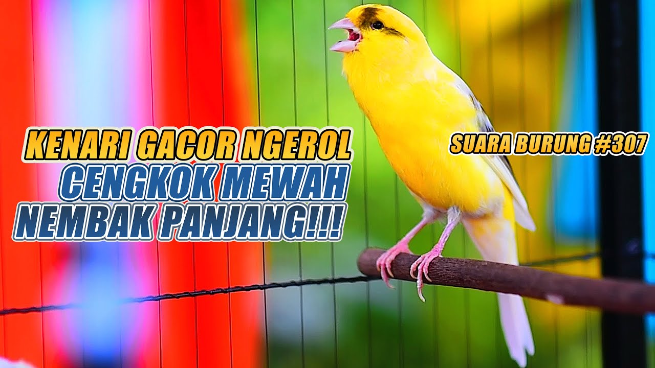 SUARA BURUNG |307| Kenari GACOR PANJANG INI Cocok untuk Masteran KENARI PAUD dan Kenari Macet BUNYI