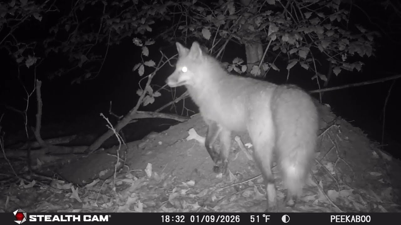 Trailcam Mid Januaty '26