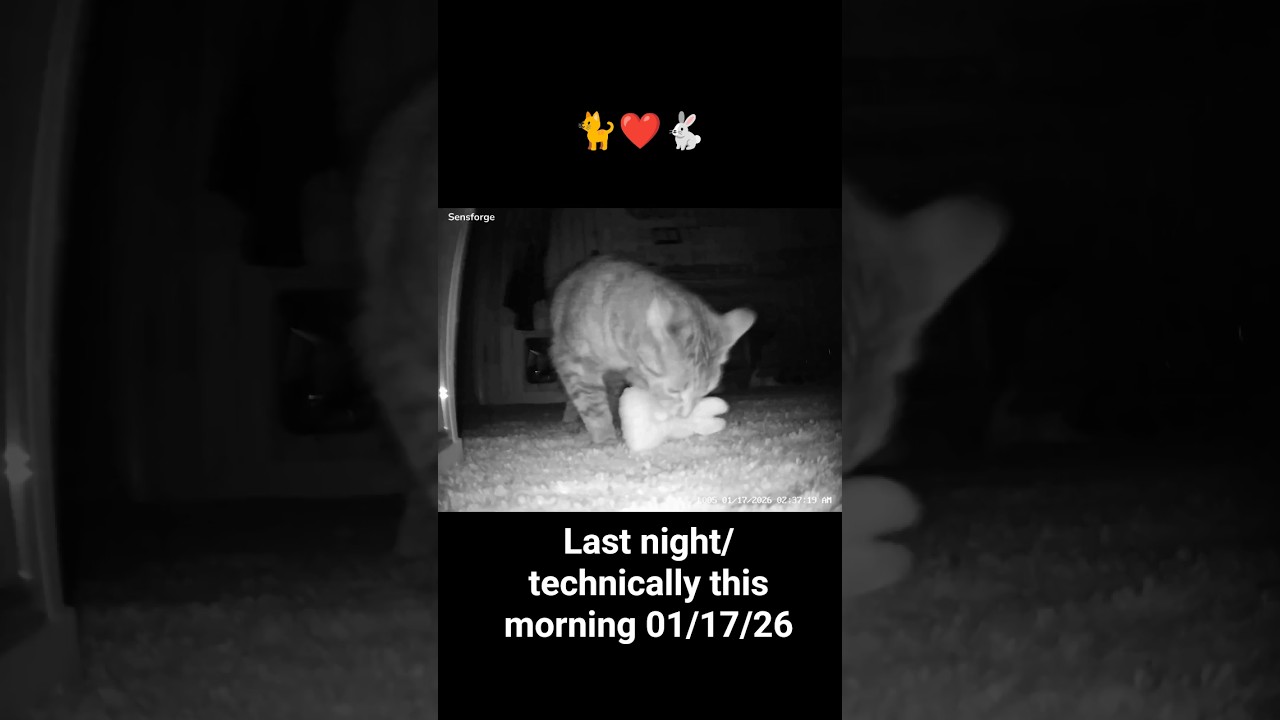 🐈❤️🐇Saga continues...he grooms him, plays w/him, then puts him in kitchen food bowl. Feeding his🐇❤️😂