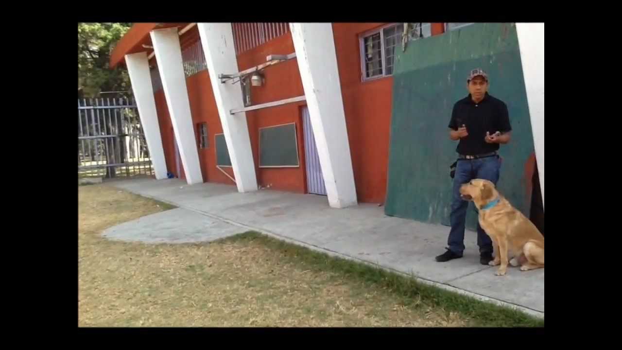 Adiestrando A Tu Perro- No bajar de la banqueta sin autorización