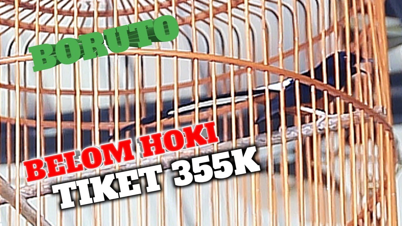 MURAI BATU BORUTO BELOM KETIBAN HOKI‼️ ASLINYA BURUNG MEWAH 