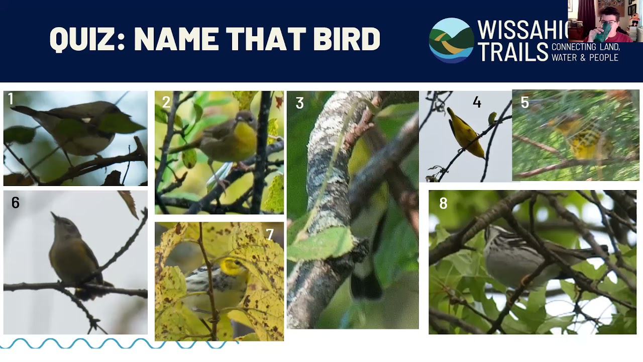 All About Warbler Identification