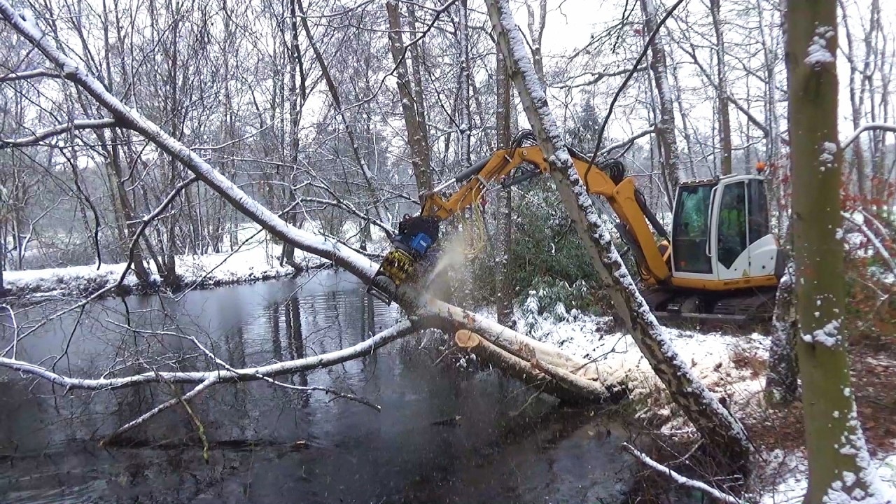 2026 Forest maintenance